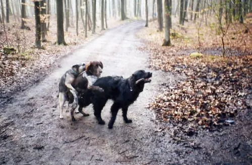 Tierisches